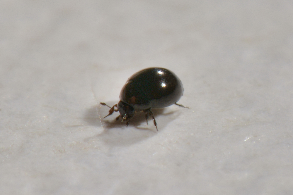 Sphaeriusidae:  Sphaerius acaroides